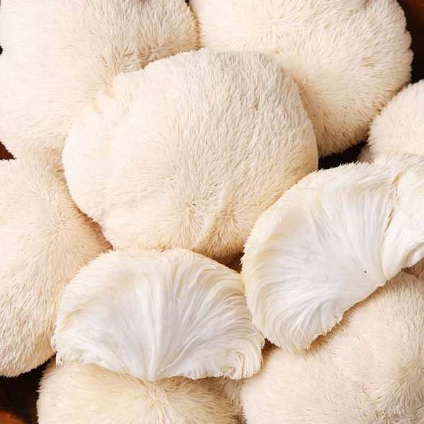 Lion’s Mane Mushroom